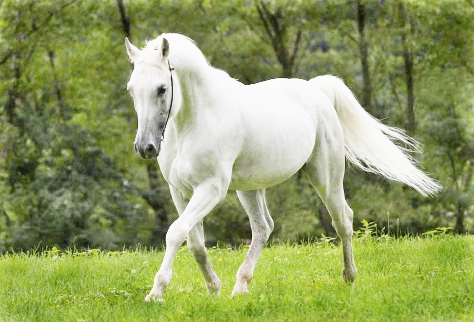 Fontainebleau: Με λευκό άλογο στα εφημερεύοντα